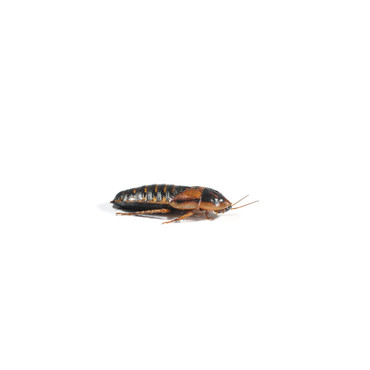 Medium Dubia Roach